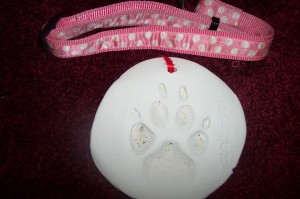 The paw print Shilo's vet took.... Thank you Cottage Grove Vet Clinic and Dr. Pleacia!!