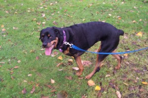 Shilo at the park