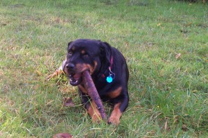 Shadow my sister tempting me with that stick