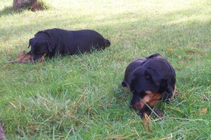 Shilo and Shadow outside enjoying a bit of sunshine