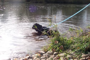 Taking a dip in the creek