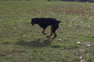 Running at the park